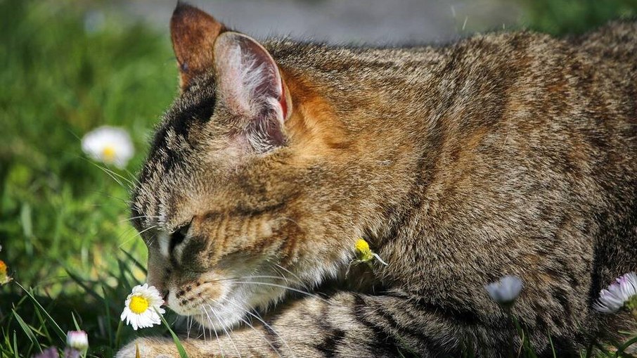 Ervas odoríficas trazem estímulos aos felinos, mas não devem ser ingeridas  