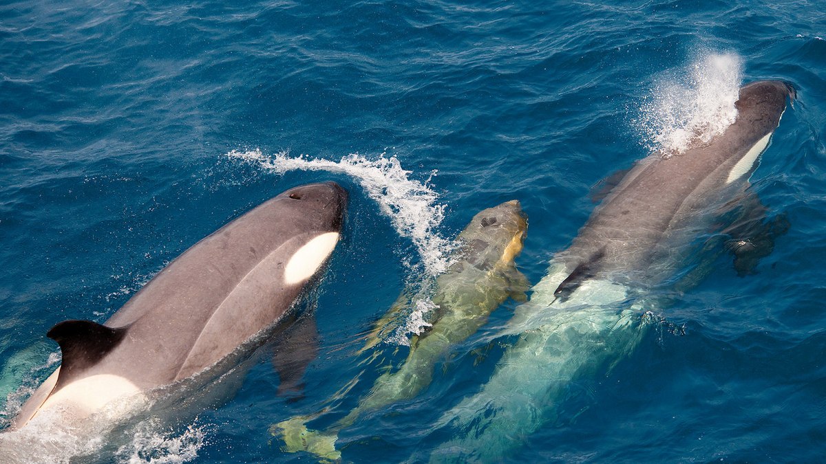 Orcas de diferentes idades Orcas de diferentes idades
