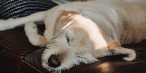 Sonambulismo canino: os pets também tem esse fenômeno do sono?