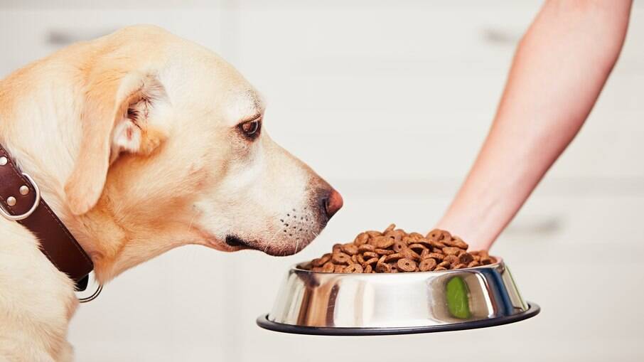 É importante entender a alimentação do seu pet