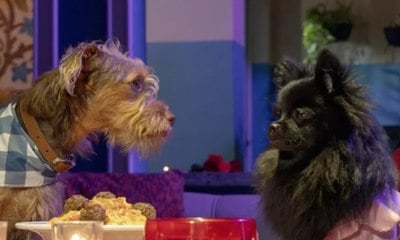 Cães roubam a cena em novela 'Família é Tudo' com trama de romance