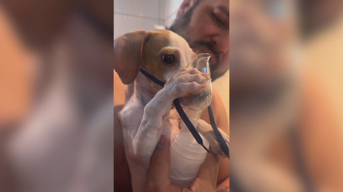Cão conquista a web ao usar inalador sozinho