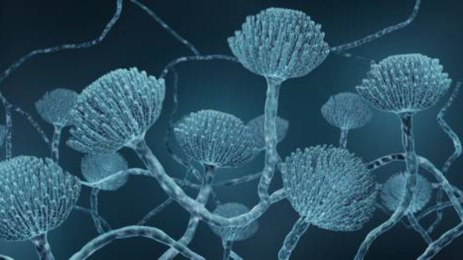 Aspergillus Fumigatus