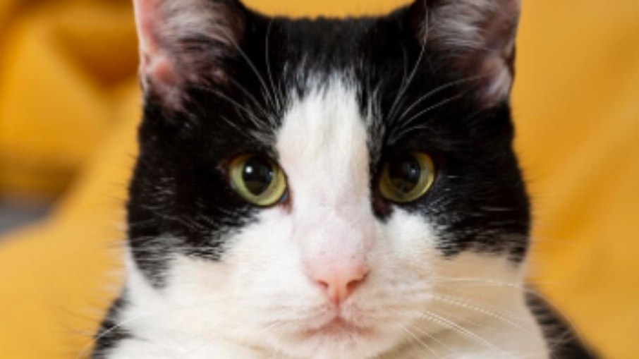 Cientistas descobrem ligação misteriosa entre gatos e esquizofrenia