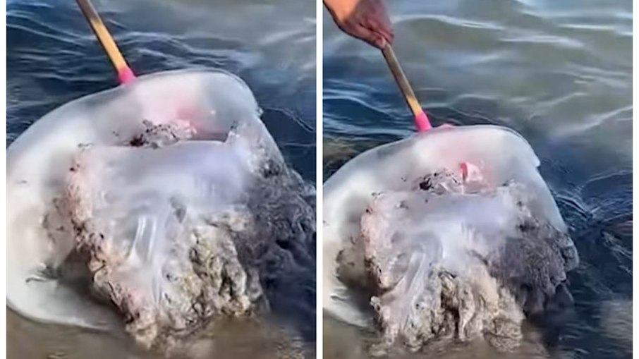 Medusa gigante é capturada na Espanha Medusa gigante é capturada na Espanha