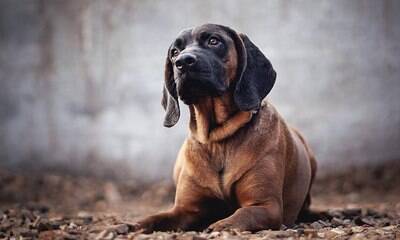 Bloodhounds são cachorros cujo superpoder está no olfato; conheça
