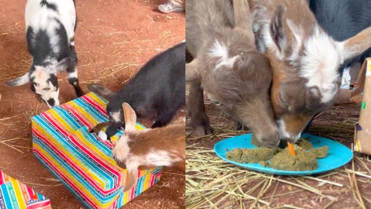 Cabras completam 1 ano e recebem "cupcake" de presente; veja