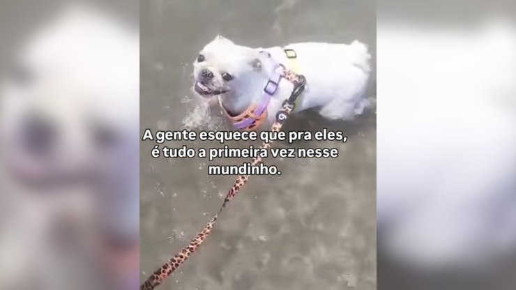 Pug se empolga e dá pulos de alegria enquanto brinca no mar