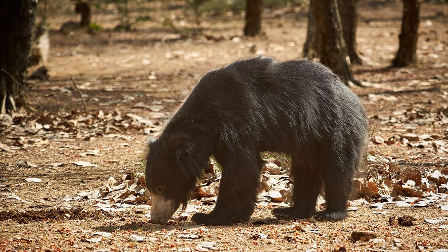 Urso-beiçudo aparenta ser inofensivo, mas é o urso mais reativo e perigoso da Índia: centenas de ataques acontecem todos os anos Urso-beiçudo aparenta ser inofensivo, mas é o urso mais reativo e perigoso da Índia: centenas de ataques acontecem todos os anos