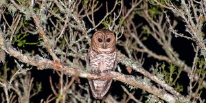 Superbactérias são achadas em aves silvestres em Santos (SP)