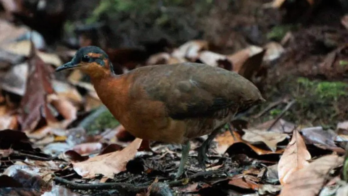 Ave descoberta na Amazônia lembra Dodô, extinto no século 17 Ave descoberta na Amazônia lembra Dodô, extinto no século 17