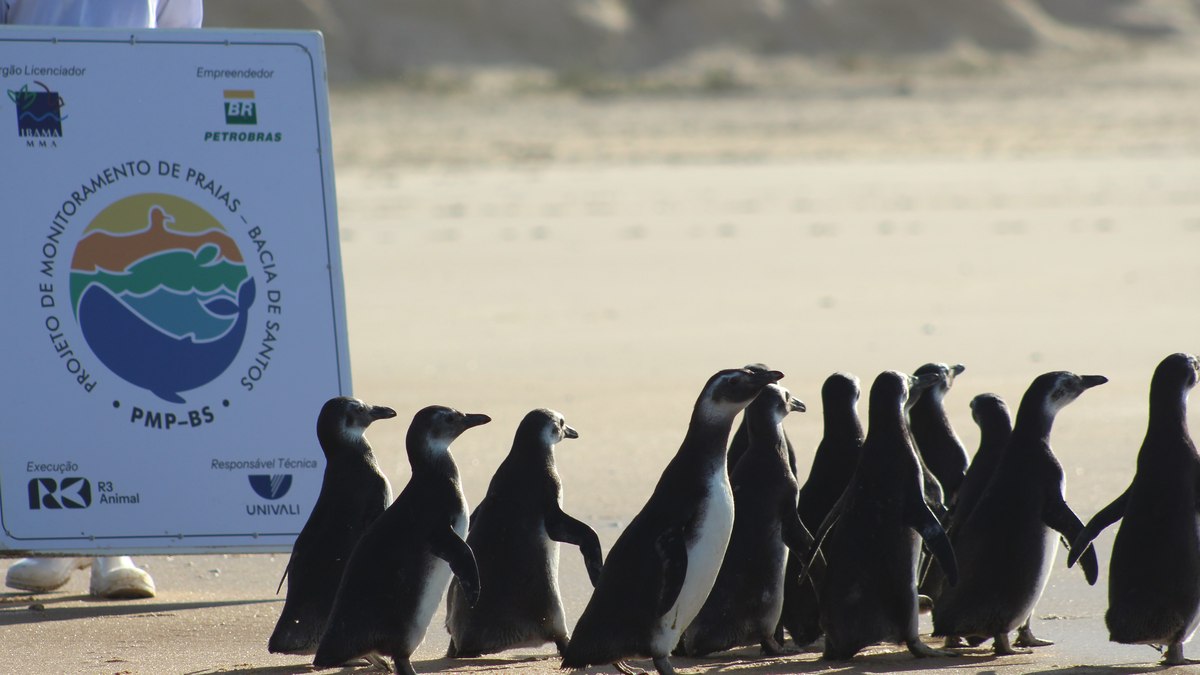 Pinguins são reabilitados e devolvidos ao
mar em Florianópolis - QTU Questões do Universo