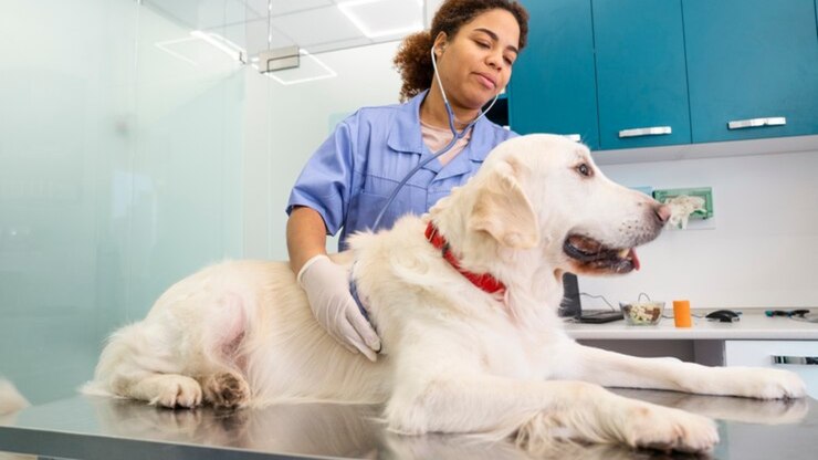 O que as fezes e jeito dos cães podem dizer sobre a saúde deles?