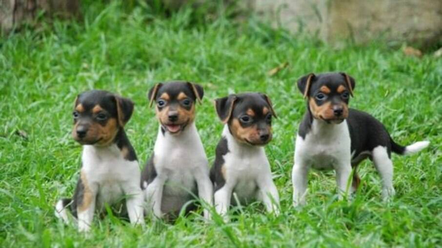 O Terrier Brasileiro tem origem da mistura de raças como Jack Russel Terrier, Chihuahua e Pinscher 