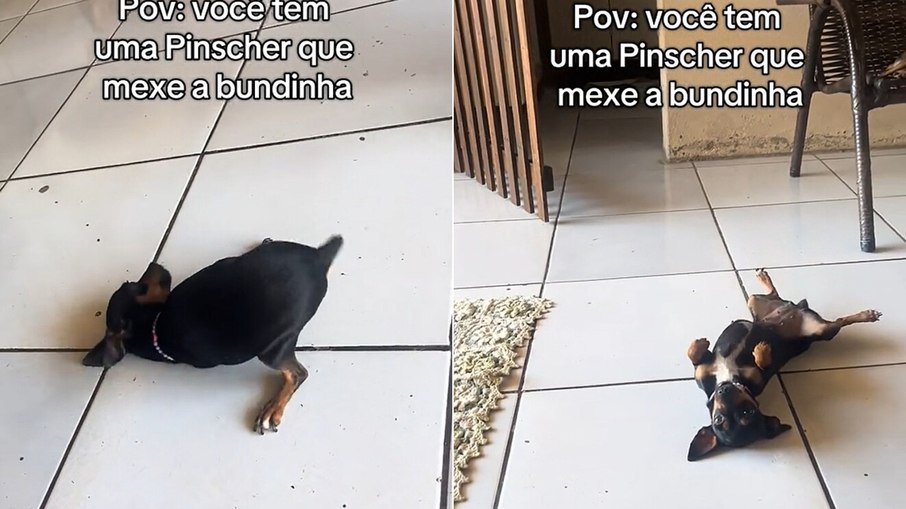 Pinscher rebola de felicidade e viraliza nas redes sociais Pinscher rebola de felicidade e viraliza nas redes sociais