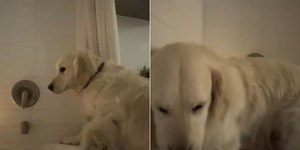 Golden Retriver invade banheira de tutora e diverte web