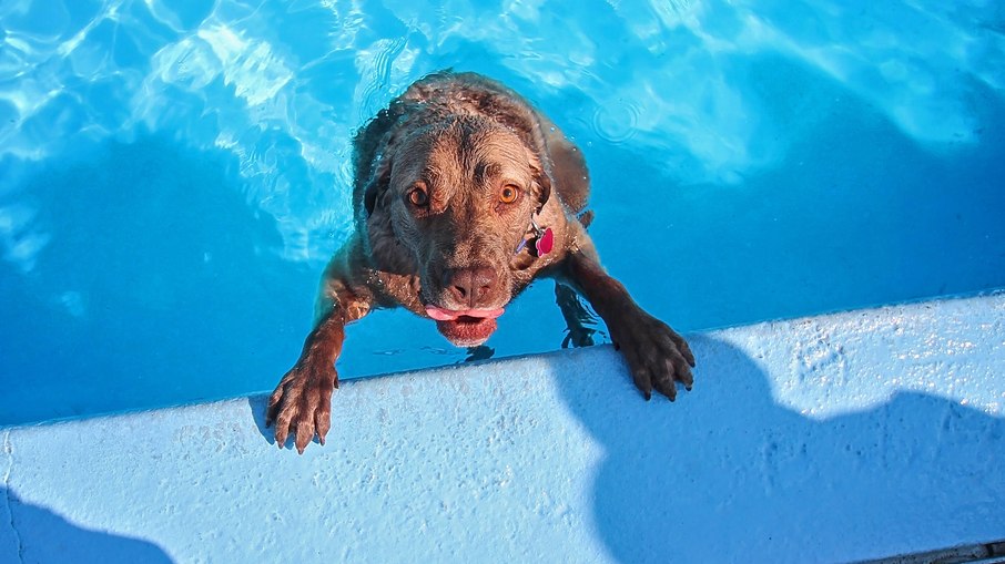 O tutor deve se manter atento ao cachorro enquanto o pet estiver na piscina