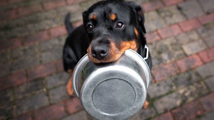 4 características do cachorro da raça rottweiler