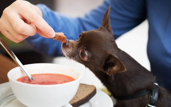Além de ser ótima quando animal está doente, a sopa pode ser um complemento na alimentação de pets com doença no estômago ou precisam seguir dietas mais leves