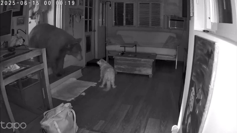 Cão idoso enfrenta urso selvagem na Califórnia, Estados Unidos Cão idoso enfrenta urso selvagem na Califórnia, Estados Unidos