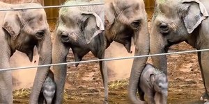 Bebê elefante chama atenção na web ao ganhar chamego