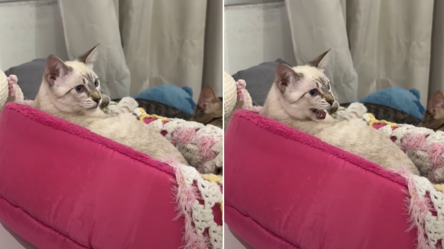 Gatinha se irrita e fica brava toda vez que o tutor espirra