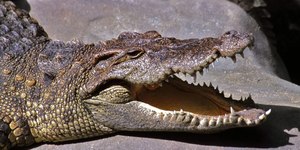 Espécie de crocodilo pré-histórico é identificada na Amazônia