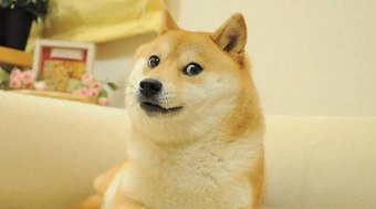Morre Kabosu, cadela do meme que inspirou a criptomoeda