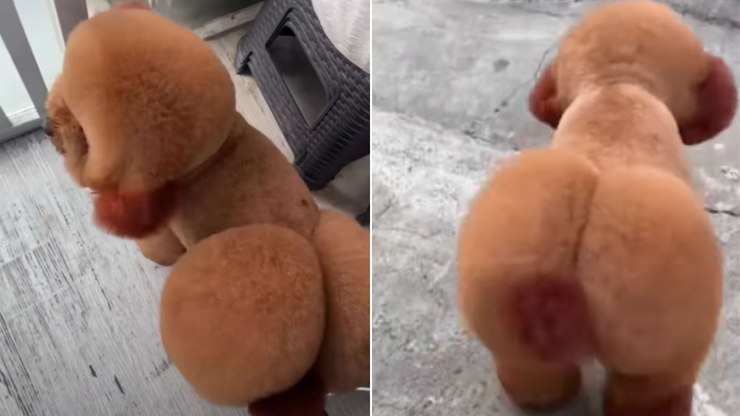 Cachorro%20vai%20ao%20pet%20shop%20para%20tosa%20e%20volta%20%22popozudo%22