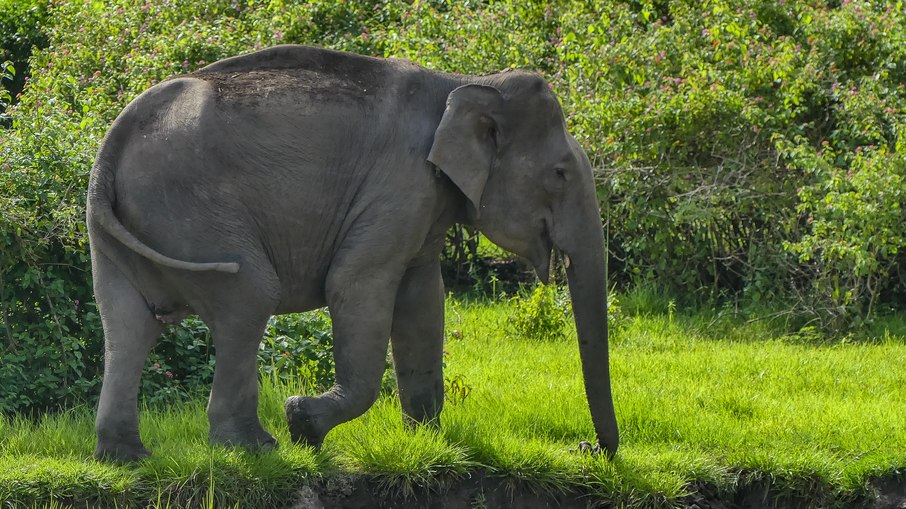Elefante-asiático Elefante-asiático