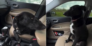 Tutor faz sermão inusitado após cão fugir diversas vezes