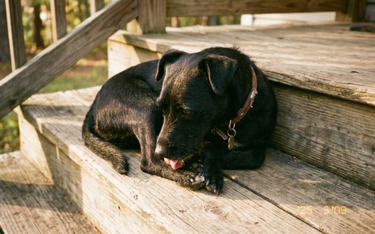 Por que cães lambem tanto as patas? Veja 5 possíveis causas