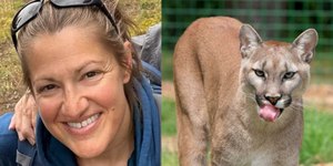 Mulher morre durante trilha após ser atacada por puma