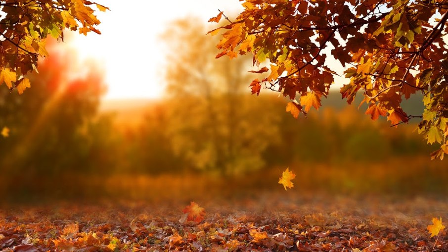 Saiba como usar o outono para fazer rituais e ter prosperidade