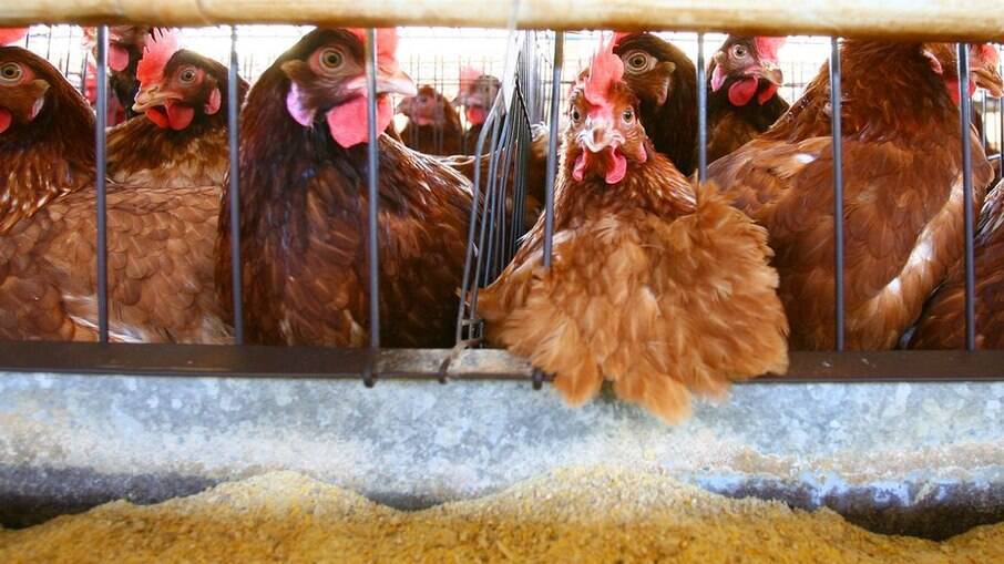 Surtos de gripe aviária forçaram o abate de milhares de aves