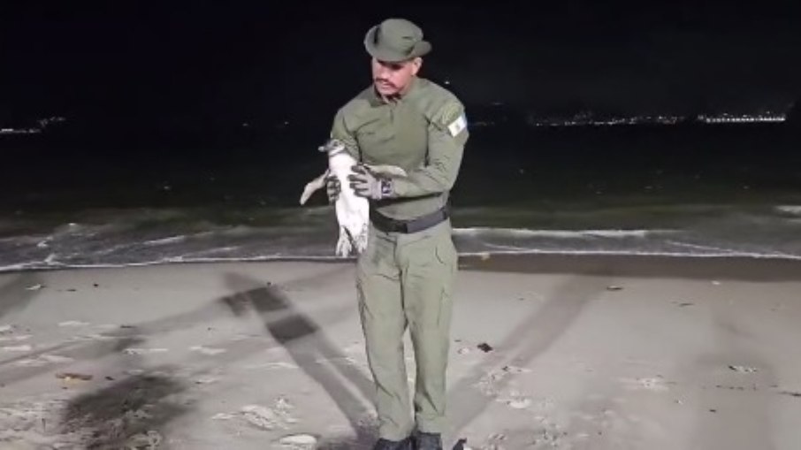 Pinguim-de-Magalhães é resgatado em praia de Niterói Pinguim-de-Magalhães é resgatado em praia de Niterói