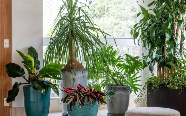 6 plantas de interior e exterior para plantar na primavera!