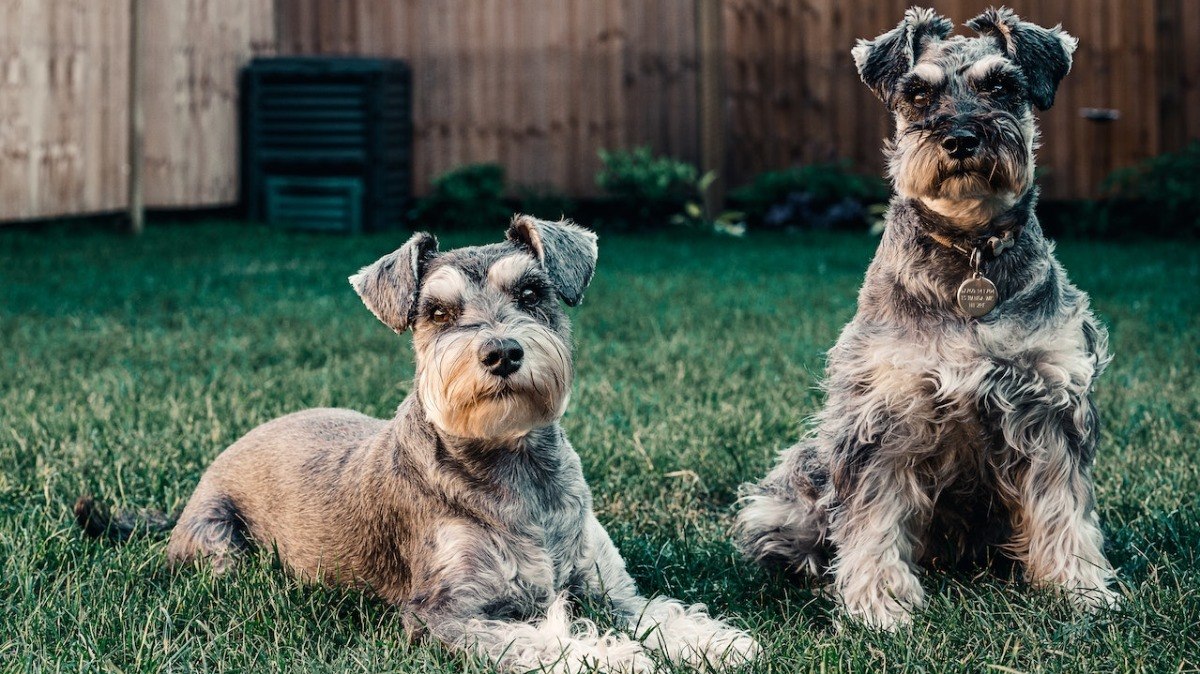 O Schnauzer foi usado como cão de guarda durante a Primeira Guerra Mundia