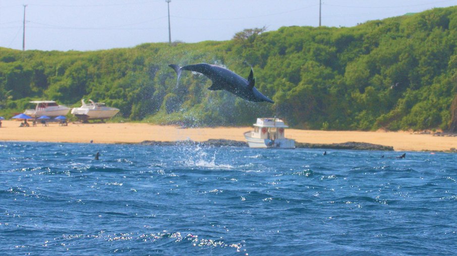 Golfinho Rotador em Fernando de Noronha (PE)