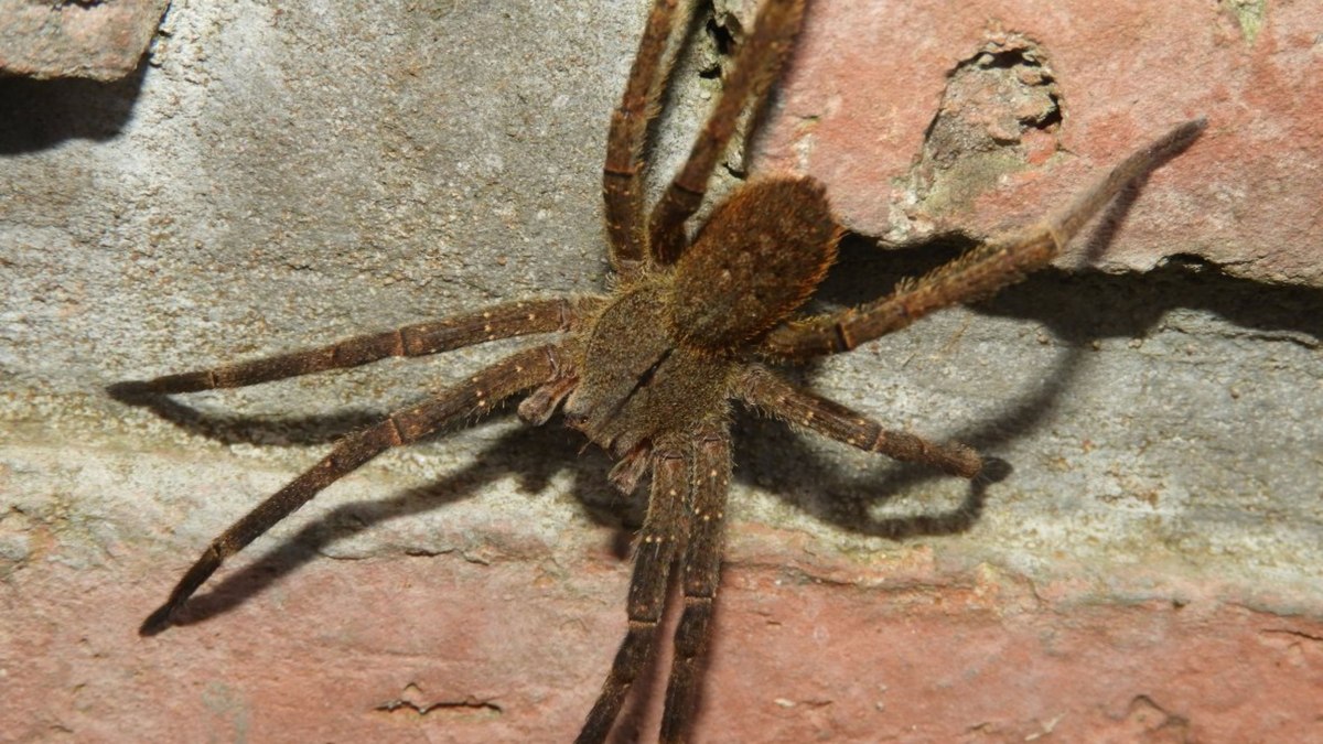 Aranha Armadeira (Phoneutria nigriventer)