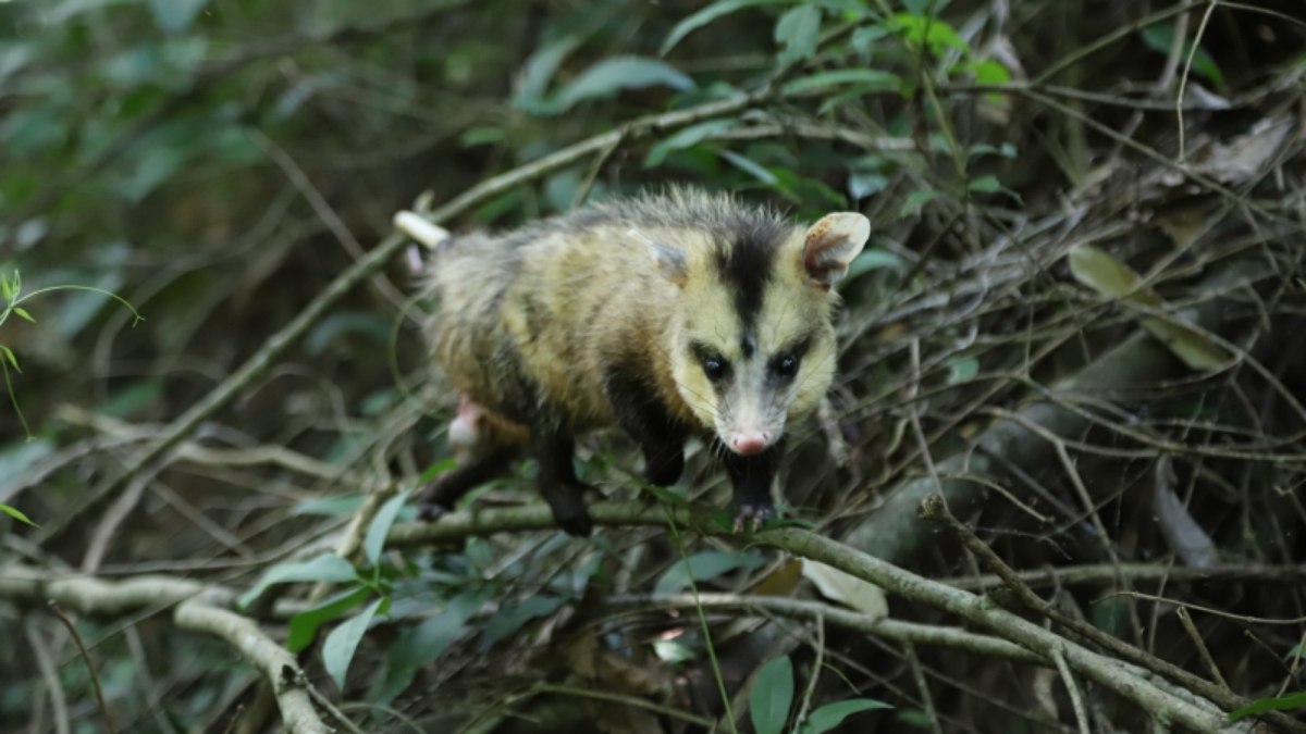 Iniciativa é uma parceria entre a Prefeitura de Vinhedo e a Associação Mata Ciliar