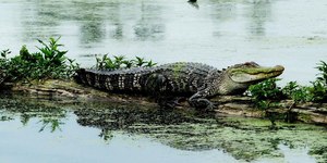 Guia turístico é gravado fazendo “carinho” em jacaré no Pantanal