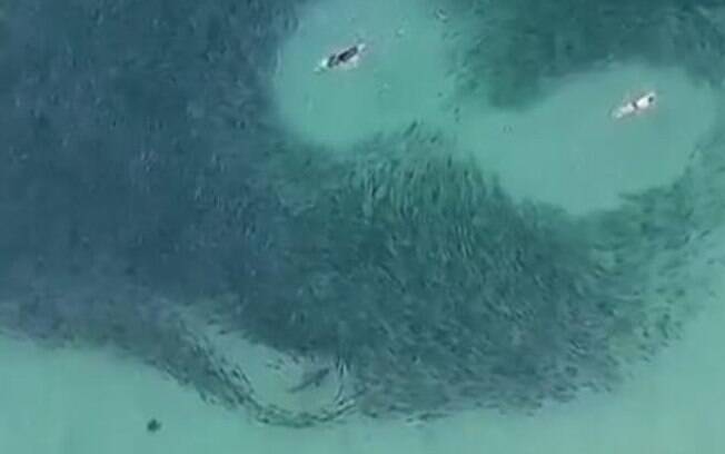 Pessoas nadam ao lado de cardume e tubarões