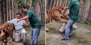 Turista tenta tirar selfie com tigre e é atacado; assista