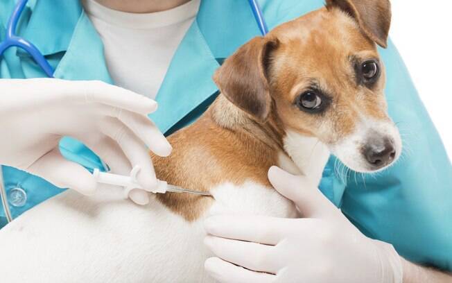 Para implantar o microchip para cães e gatos é utilizado uma seringa especial. O especialista introduz a cápsula na altura da nuca do animal