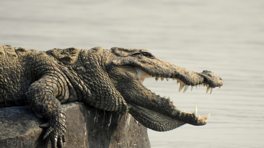 Crocodilo-persa é responsável pelas mortes de pelo menos 50 pessoas por ano na Índia Crocodilo-persa é responsável pelas mortes de pelo menos 50 pessoas por ano na Índia