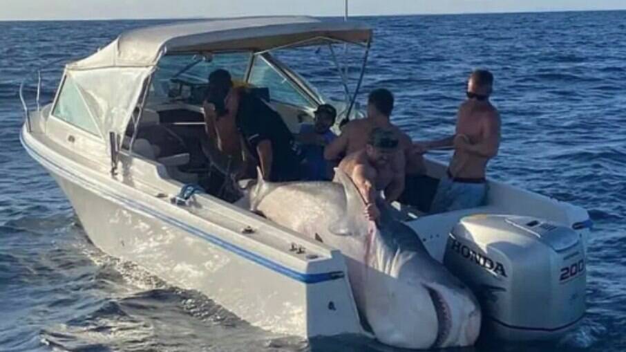O tubarão mal cabia no barco dos pescadores, devido ao seu tamanho