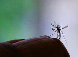 El Niño contribuiu para epidemia de zika na América do Sul, diz pesquisa