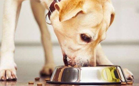 Whey para cachorro: quando o suplemento pode fazer mal ao pet?