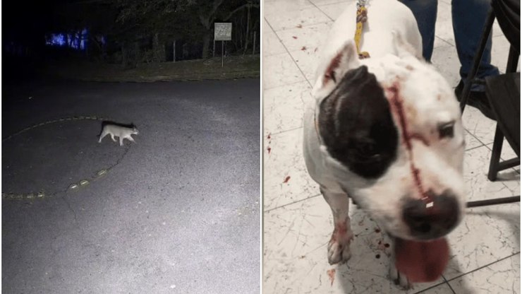 Dona de pitbull atacado por onça usa som alto para afastar animal